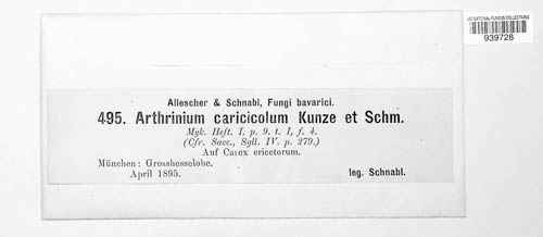 Arthrinium caricicola image
